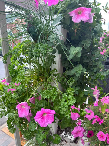 MARJOLAINE -- Soleil - Sol humide et bien drainé